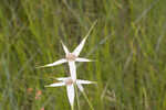 Sandswamp whitetop